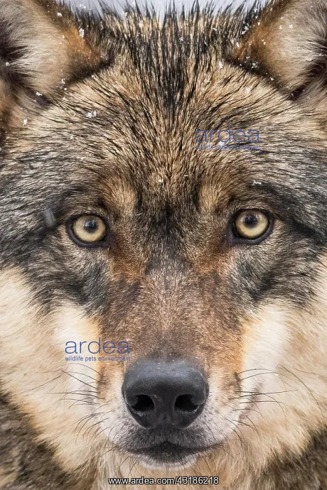 : Gray wolf (Canis lupus), portrait, winter, Neuhaus : Gray wolf (Canis lupus), portrait, winter, Neuhaus