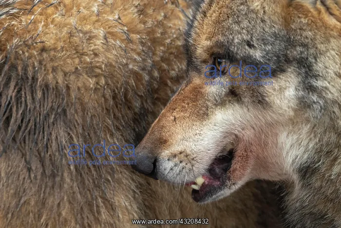 : Gray wolf (Canis lupus), portrait, winter, Neuhaus : Gray wolf (Canis lupus), portrait, winter, Neuhaus