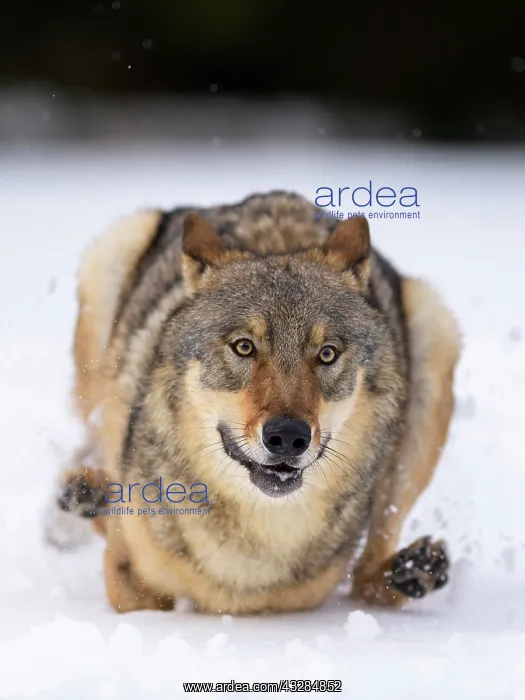 : Gray wolf (Canis lupus), running through deep snow : Gray wolf (Canis lupus), running through deep snow