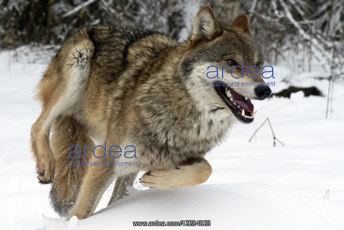 : Gray Wolf (Canis lupus) running through the snow : Gray Wolf (Canis lupus) running through the snow