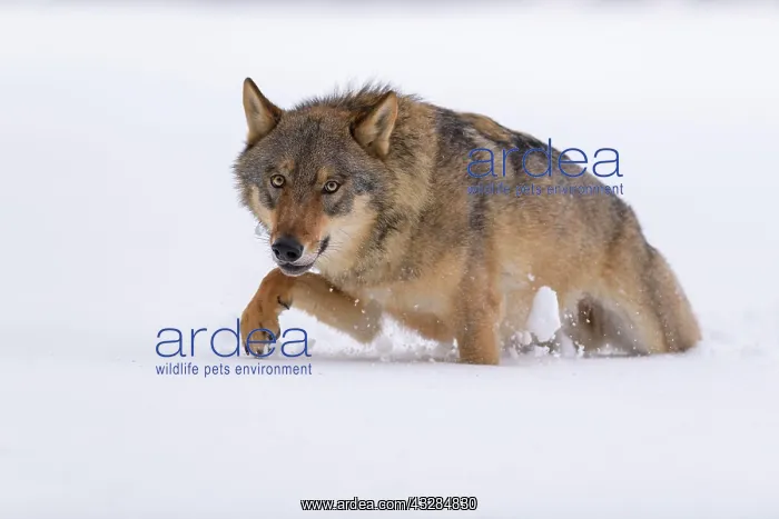 : Gray wolf (Canis lupus), runs through deep snow : Gray wolf (Canis lupus), runs through deep snow