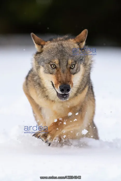 : Gray wolf (Canis lupus), runs through deep snow : Gray wolf (Canis lupus), runs through deep snow