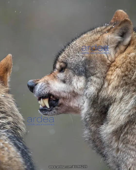 : Gray wolf (Canis lupus) shows teeth, portrait, winter : Gray wolf (Canis lupus) shows teeth, portrait, winter