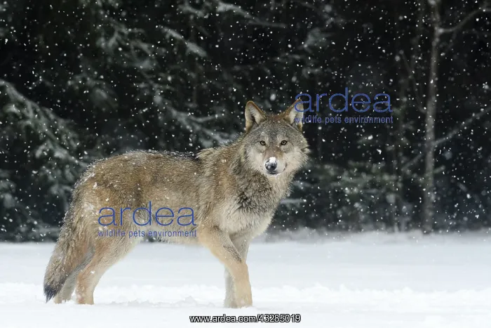: Gray Wolf (Canis lupus) standing in the snow and : Gray Wolf (Canis lupus) standing in the snow and