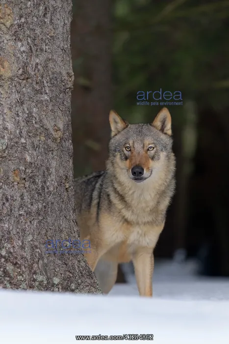 : Gray wolf (Canis lupus), standing behind a tree : Gray wolf (Canis lupus), standing behind a tree
