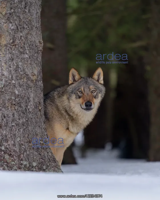 : Gray wolf (Canis lupus), standing behind a tree : Gray wolf (Canis lupus), standing behind a tree