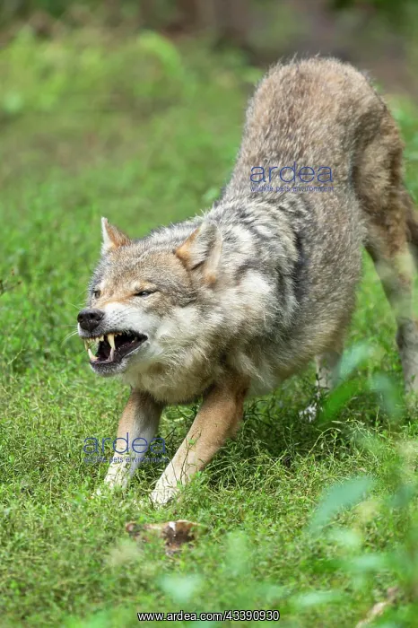: Gray wolf (Canis lupus) stretching, teeth visible : Gray wolf (Canis lupus) stretching, teeth visible
