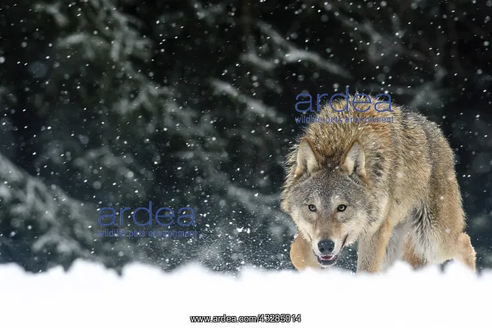 : Gray Wolf (Canis lupus) walking through the snow : Gray Wolf (Canis lupus) walking through the snow
