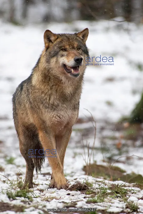 : Gray wolf (Canis lupus), Winter, Neuhaus, Lower : Gray wolf (Canis lupus), Winter, Neuhaus, Lower