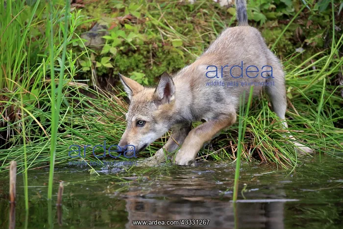  : Gray wolf (Canis lupus), young, Pine County, Minnesota