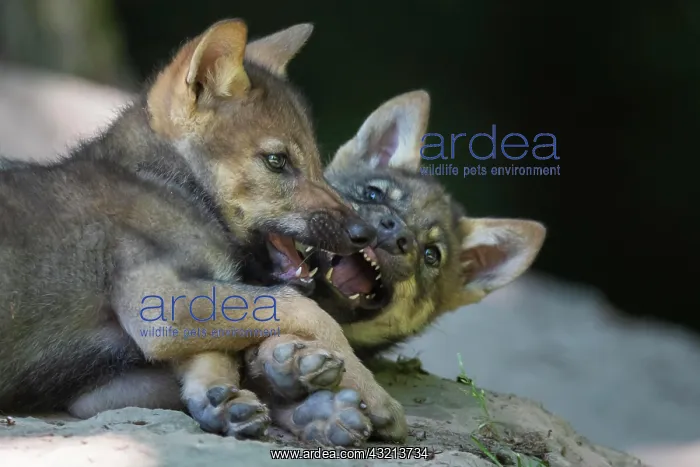 : Gray wolf (Canis lupus), young animals, pups, offspring : Gray wolf (Canis lupus), young animals, pups, offspring