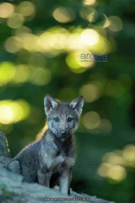 : Gray wolf (Canis lupus), young animals, pups, offspring : Gray wolf (Canis lupus), young animals, pups, offspring