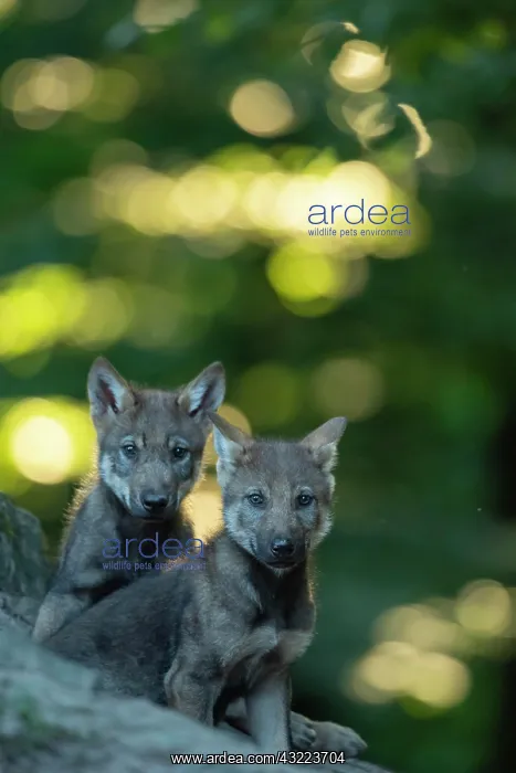 : Gray wolf (Canis lupus), young animals, pups, offspring : Gray wolf (Canis lupus), young animals, pups, offspring