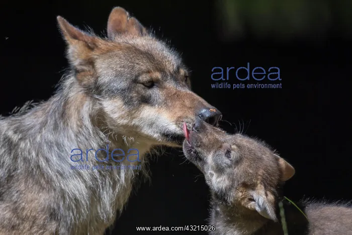 : Gray wolf (Canis lupus) with young, pups, offspring : Gray wolf (Canis lupus) with young, pups, offspring