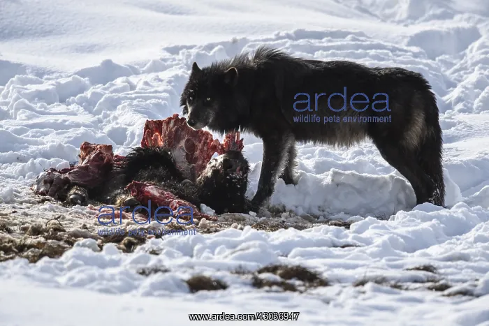 : Gray Wolf on a kill in snow - Gray Wolf eating a : Gray Wolf on a kill in snow - Gray Wolf eating a