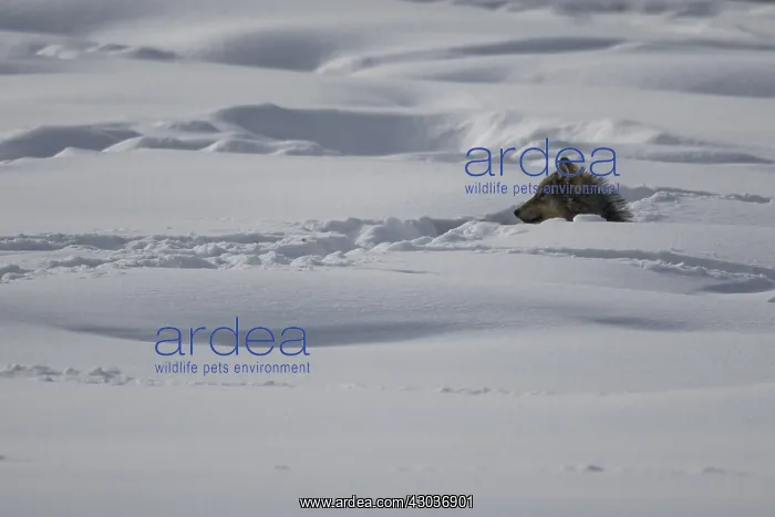 : Gray Wolf laying in snow - Gray Wolf poking head : Gray Wolf laying in snow - Gray Wolf poking head