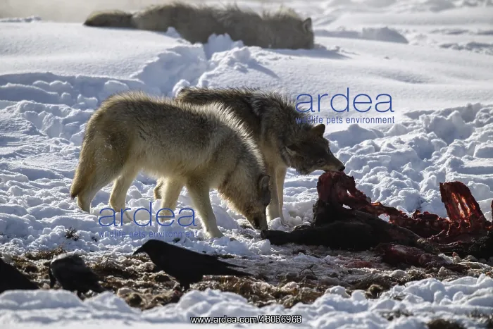 : Gray Wolf pack on a kill in snow - Pack of Gray : Gray Wolf pack on a kill in snow - Pack of Gray