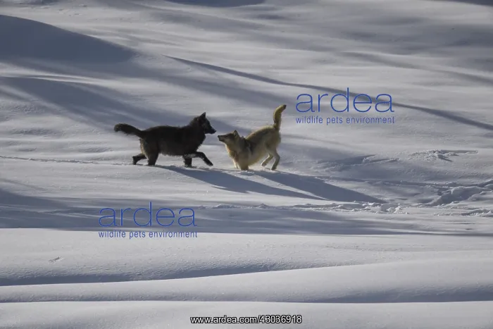 : Gray Wolf playing in the snow - Pack of Gray Wolves : Gray Wolf playing in the snow - Pack of Gray Wolves