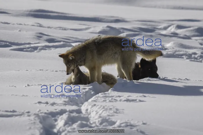 : Gray Wolf playing in the snow - Pack of Gray Wolves : Gray Wolf playing in the snow - Pack of Gray Wolves