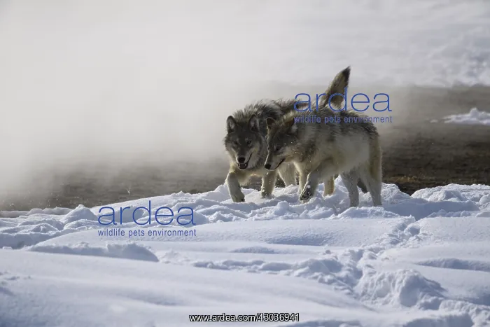 : Gray Wolf playing in the snow - Pack of Gray Wolves : Gray Wolf playing in the snow - Pack of Gray Wolves