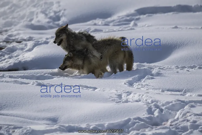 : Gray Wolf playing in the snow - Pack of Gray Wolves : Gray Wolf playing in the snow - Pack of Gray Wolves