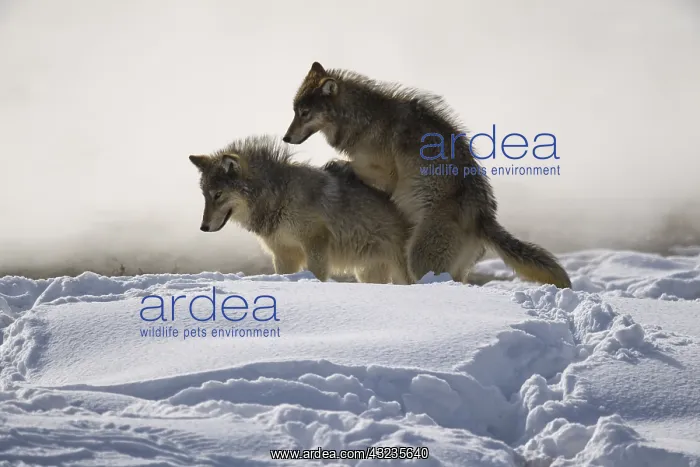 : Gray Wolf playing in the snow - Pack of Gray Wolves : Gray Wolf playing in the snow - Pack of Gray Wolves