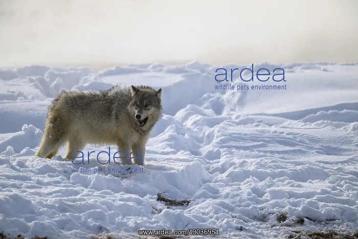 : Gray Wolf in the snow - Gray Wolf standing near : Gray Wolf in the snow - Gray Wolf standing near