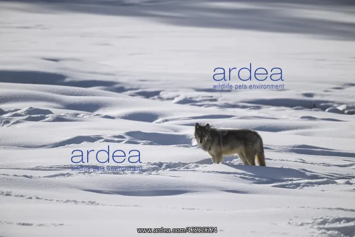 : Gray Wolf in the snow - Gray Wolf standing near : Gray Wolf in the snow - Gray Wolf standing near