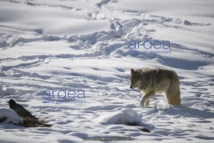 : Gray Wolf in the snow - Gray Wolf standing near : Gray Wolf in the snow - Gray Wolf standing near