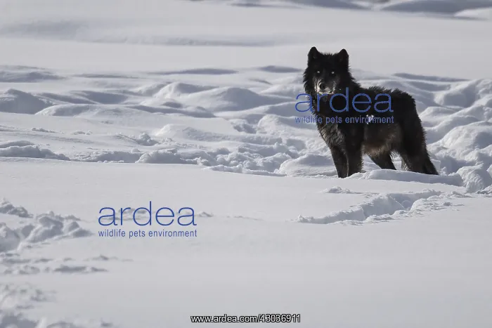: Gray Wolf standing - Gray Wolf standing and inspecting : Gray Wolf standing - Gray Wolf standing and inspecting