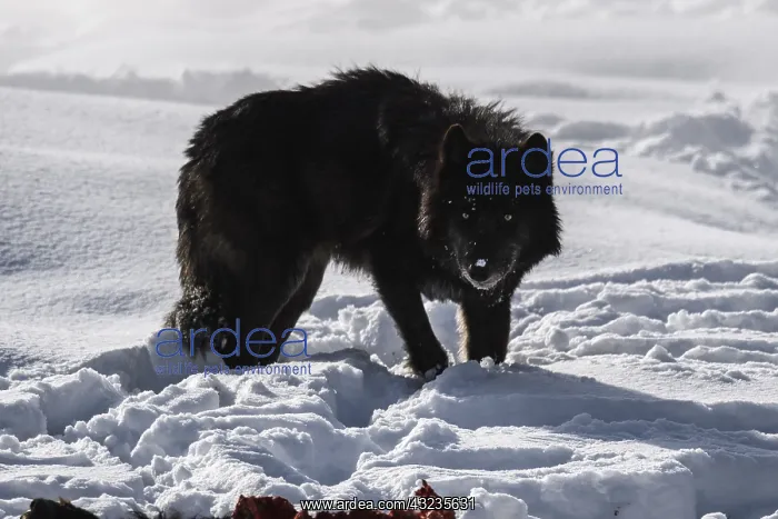 : Gray Wolf standing in snow - Gray Wolf standing : Gray Wolf standing in snow - Gray Wolf standing