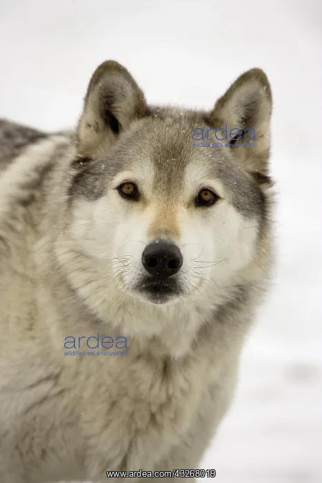 : Gray Wolf (Timber Wolf)-(Canis lupus)-Male- Captive- : Gray Wolf (Timber Wolf)-(Canis lupus)-Male- Captive-