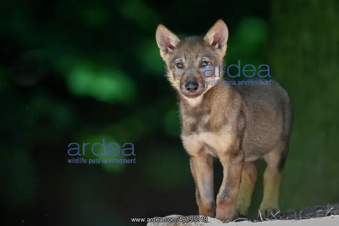 : Gray wolfboy(Canis lupus) : Gray wolfboy(Canis lupus)