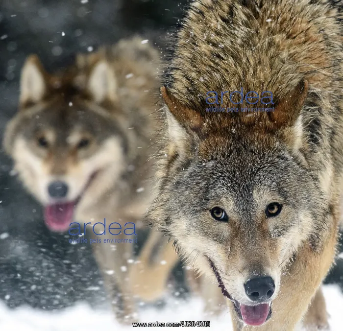 : Gray Wolfs (Canis lupus) in the snow, Sosnovy Bor : Gray Wolfs (Canis lupus) in the snow, Sosnovy Bor
