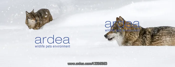 : Two gray wolves (Canis lupus), grey wolves hunting : Two gray wolves (Canis lupus), grey wolves hunting