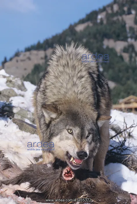 : Gray wolves(Canis Lupus) feeding on an Elk : Gray wolves(Canis Lupus) feeding on an Elk