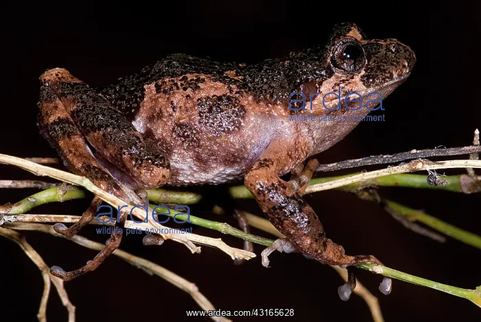 : Gray Wood Frog : Gray Wood Frog