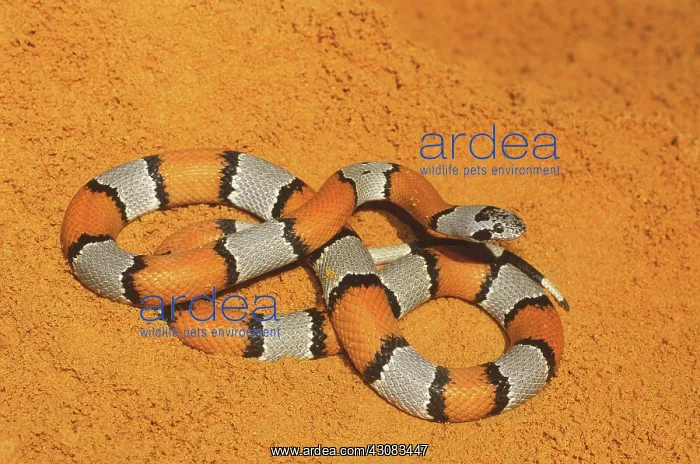 : Graybanded Kingsnake : Graybanded Kingsnake