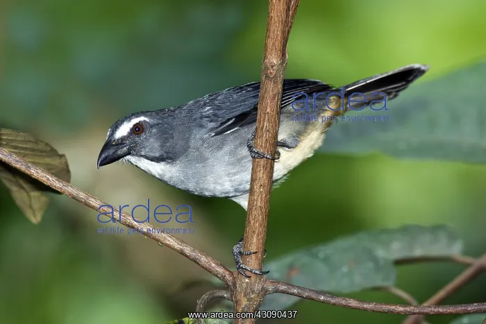  : Grayish Saltator