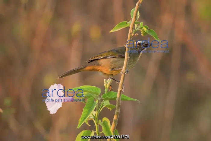 : Grayish Saltator : Grayish Saltator