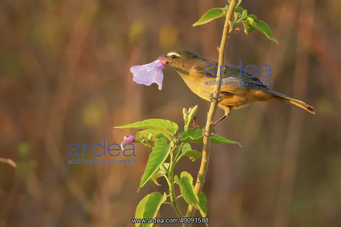 : Grayish Saltator : Grayish Saltator