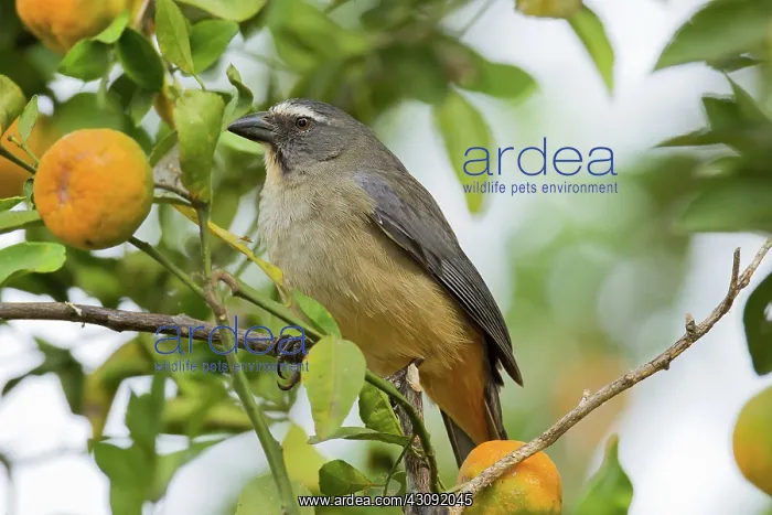 : Grayish Saltator : Grayish Saltator