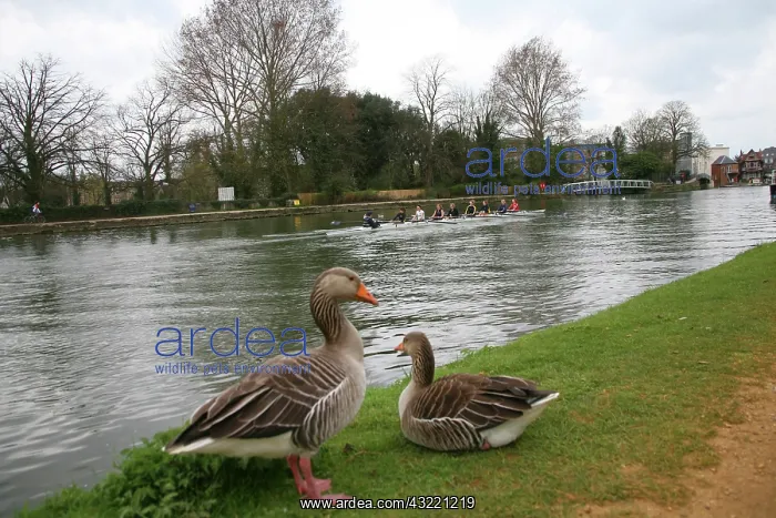 : Graylag geese, punters and flowers along : Graylag geese, punters and flowers along