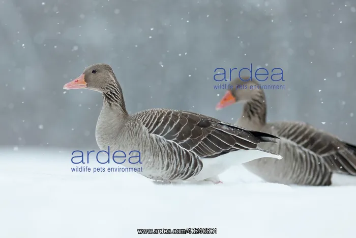 : Graylag Goose (Anser anser) during winter : Graylag Goose (Anser anser) during winter