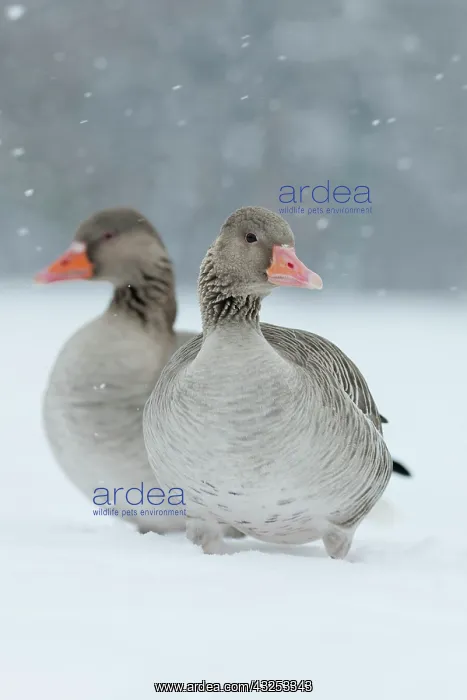 : Graylag Goose (Anser anser) during winter : Graylag Goose (Anser anser) during winter