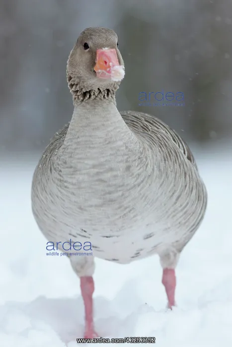 : Graylag Goose (Anser anser) during winter : Graylag Goose (Anser anser) during winter