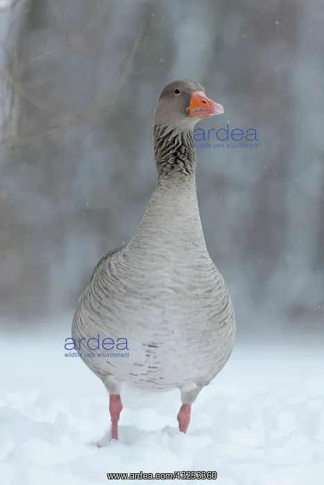 : Graylag Goose (Anser anser) during winter : Graylag Goose (Anser anser) during winter