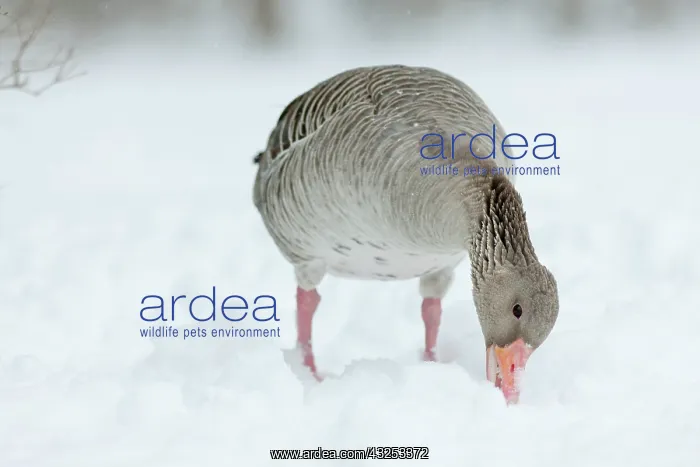 : Graylag Goose (Anser anser) during winter : Graylag Goose (Anser anser) during winter