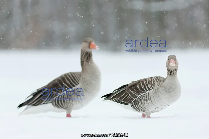 : Graylag Goose (Anser anser) during winter : Graylag Goose (Anser anser) during winter