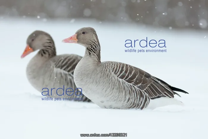 : Graylag Goose (Anser anser) during winter : Graylag Goose (Anser anser) during winter